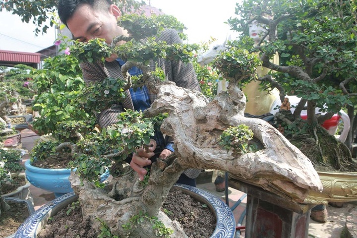 Xâm nhập vườn duối cổ trăm tuổi giá triệu đô của đại gia Hải Dương - 9
