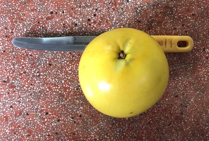 Vú sữa vàng mỗi trái nặng khoảng nửa kg