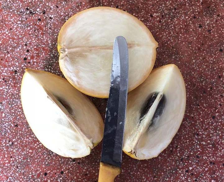 Vỏ vú sữa vàng rất mỏng, bên trong chỉ có một hạt nhỏ, thịt quả dày có vị ngọt thanh, ăn không dính nhựa