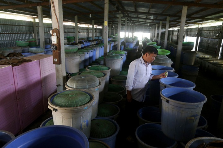 Nhiều năm nay, anh Lê Thanh Tùng (39 tuổi) ngụ xã Tân Phú Trung, huyện Củ Chi, TPHCM là địa điểm cung cấp dế giống và thực phẩm cho khu vực miền Nam.