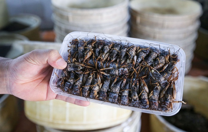 Những con dế chọi sơ chế xong được ướp vào tủ đông.