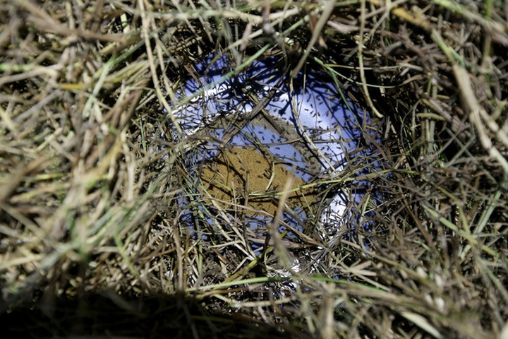 Dế nuôi trung bình 75 ngày bắt đầu sinh sản với số lượng 400 trứng mỗi con, đẻ liên tục trong 22 ngày.