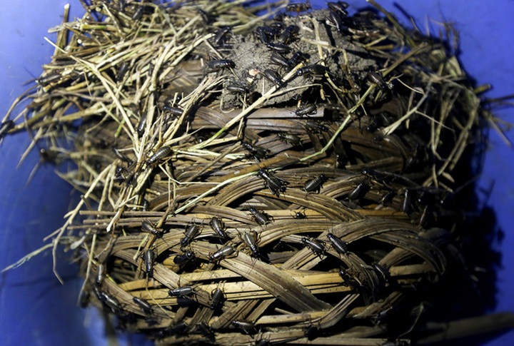 Thức ăn của dế khá đơn giản như cám, ngoài ra còn có thêm cỏ khô, ở dưới đáy chậu có bình nước nhỏ cho dế uống, anh Tùng chia sẻ phương pháp nuôi dế.