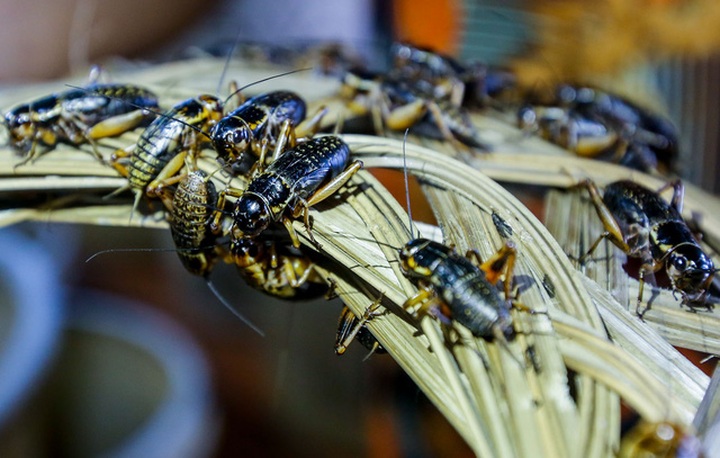 Dế thịt được nuôi trong xô to, mỗi xô chứa khoảng 800 con.