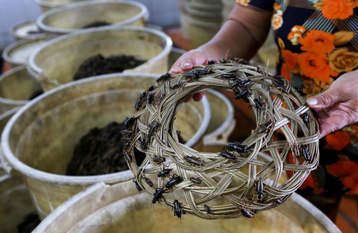 Loại dế thịt khá to, khoảng 750 con 1kg.