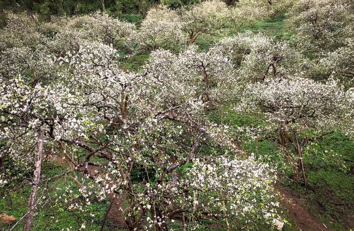 Plum blossoms in Moc Chau - 1