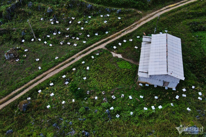 Mint-honey harvesting season in Ha Giang - 9