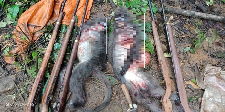 Five men arrested for killing langurs - 1 Five men arrested for killing langurs - 1