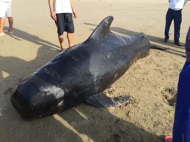 Dead whale found on Ha Tinh Beach - 1 Dead whale found on Ha Tinh Beach - 1