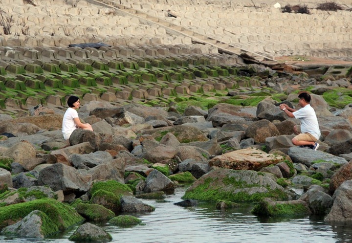 Visitors flock to green moss sea dyke in Phu Yen - 5