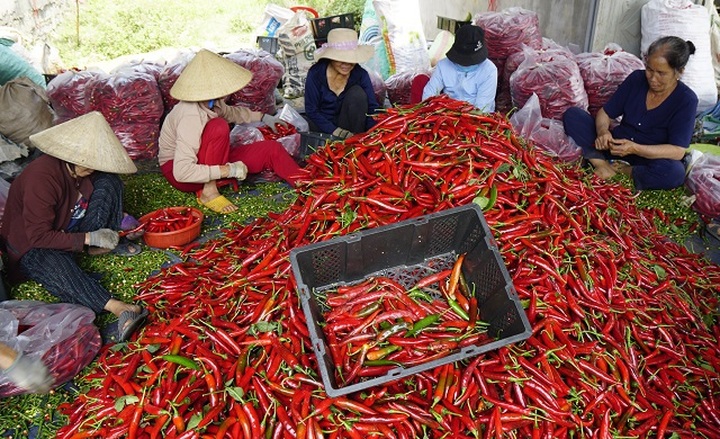 Chilli prices drop sharply after spring harvest - 1
