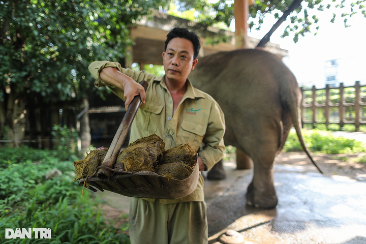 Saigon Zoo elephant dung used to make paper - 3 Saigon Zoo elephant dung used to make paper - 3