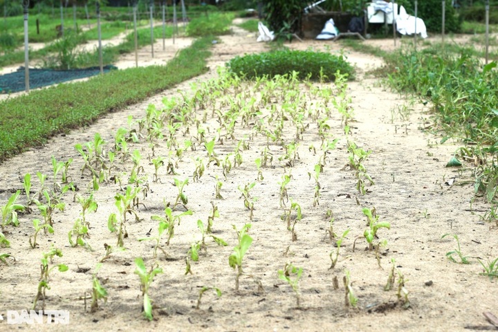 Vegetable villages in Hoi An ravaged by rains - 1