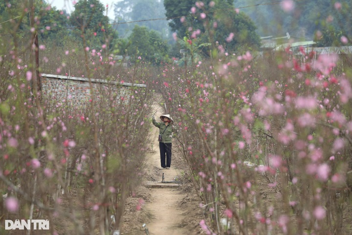 Early Hanoi peach blossoms signal Tet nears - 1
