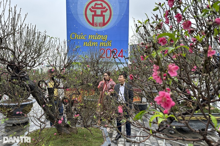 Early peach blossoms hit Hanoi streets - 1
