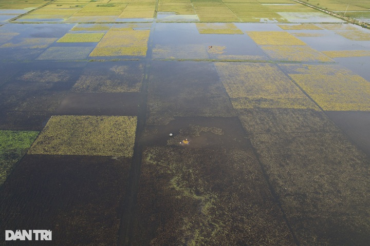 Hanoi’s submerged rice fields face wipeout - 1