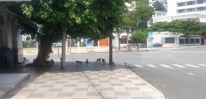 Vung Tau mountain monkeys look for food on streets - 1 Vung Tau mountain monkeys look for food on streets - 1