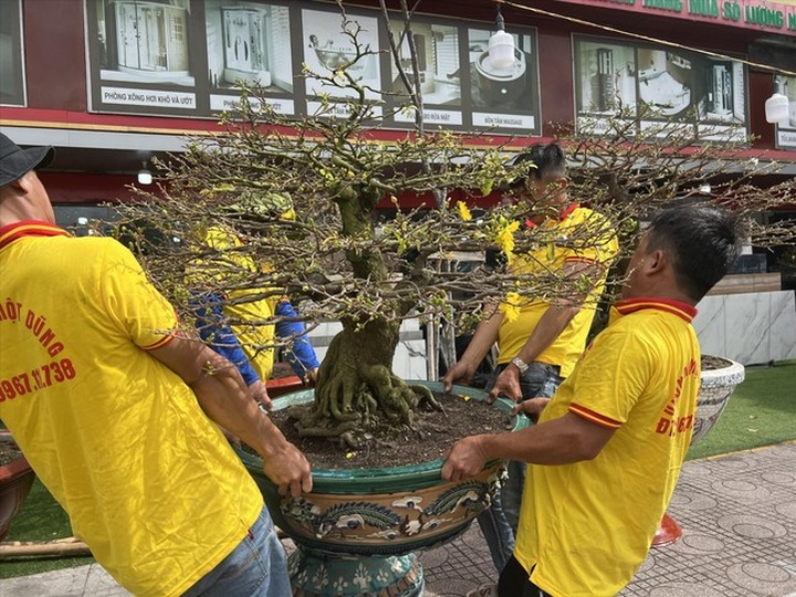 Bonsai rental services more popular this Tet - 1 Bonsai rental services more popular this Tet - 1