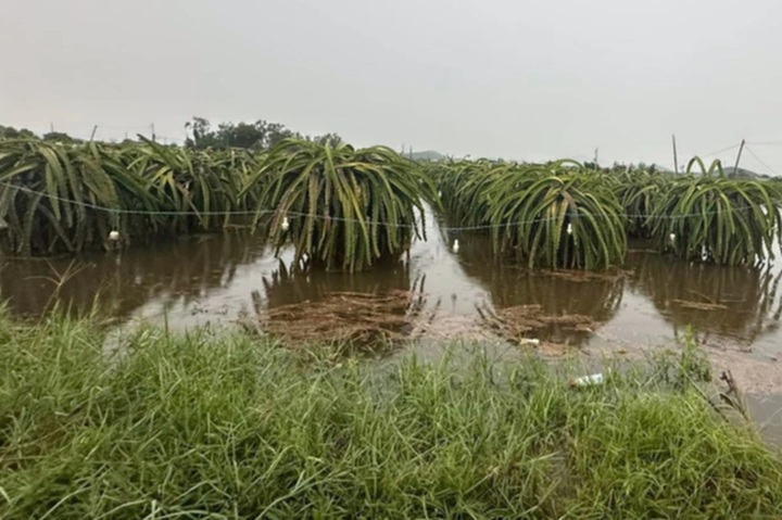 Torrential rain hits Binh Thuan - 1