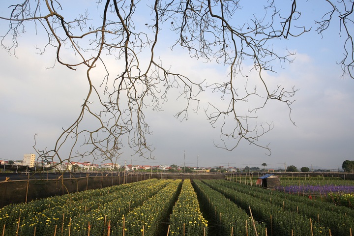 Flower village busy preparing for Tet holiday - 2