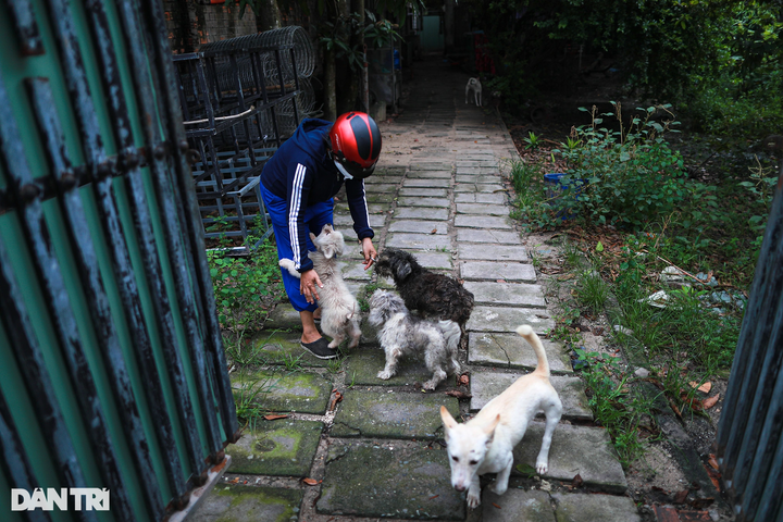 HCM City woman saves hundreds of dogs from slaughterhouses - 3