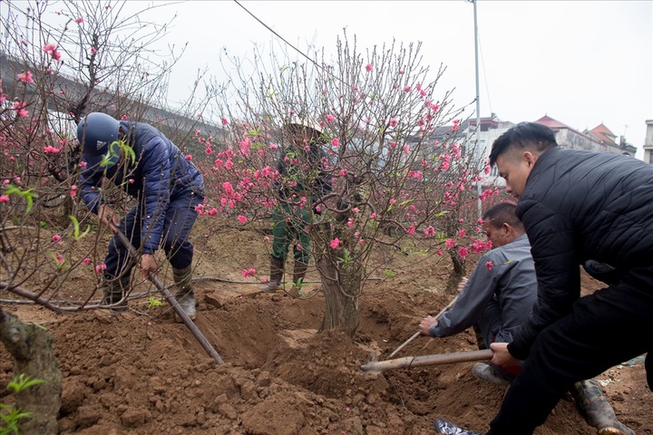 Early peach blossoms gardens in Hanoi attract visitors - 9