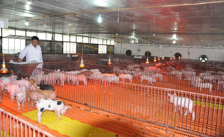 Millions of pigs destroyed as African swine fever spreads - 1 Millions of pigs destroyed as African swine fever spreads - 1