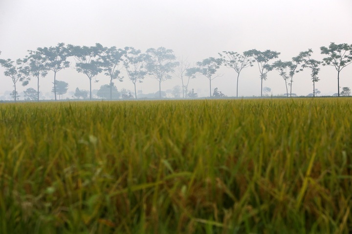 Rice harvest season starts in Hanoi - 3