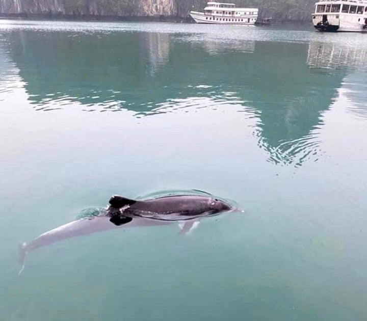 Dolphin spotted in Ha Long Bay - 1