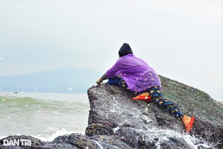 Seaweed season in Danang - 3