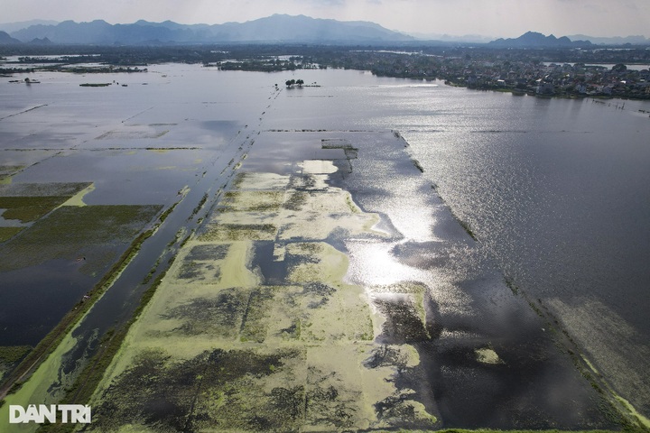 Hanoi’s submerged rice fields face wipeout - 9