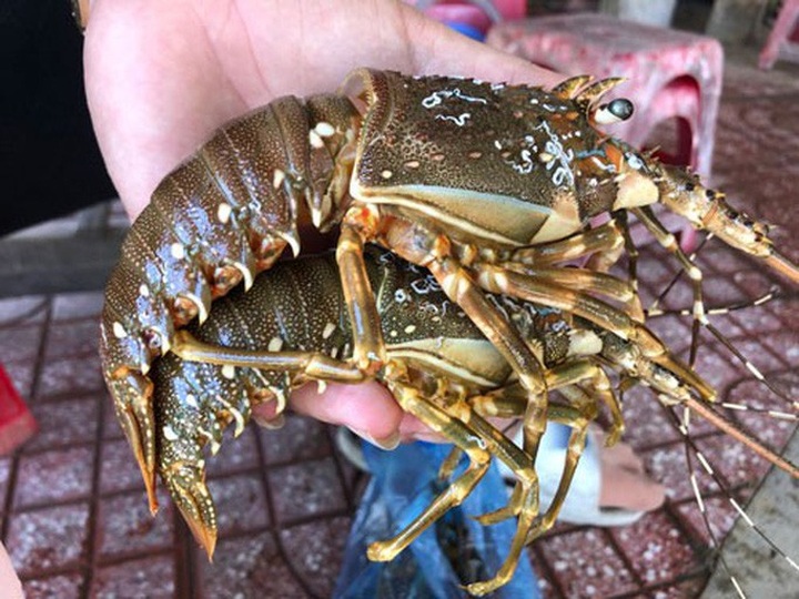 Lobster prices drop following tightened Chinese border trade - 1
