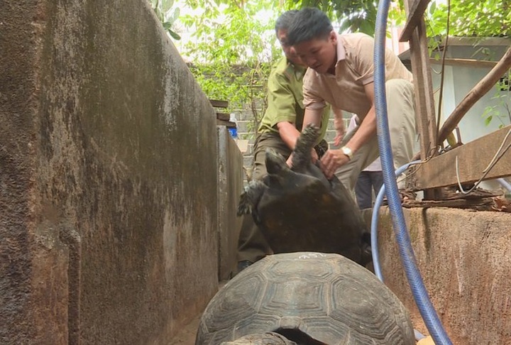 Man prosecuted for keeping large number of rare tortoises - 1