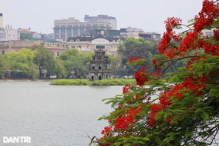Iconic Hanoi lake wreathed with colourful summer flowers - 9