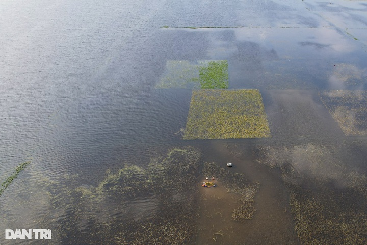 Hanoi’s submerged rice fields face wipeout - 10