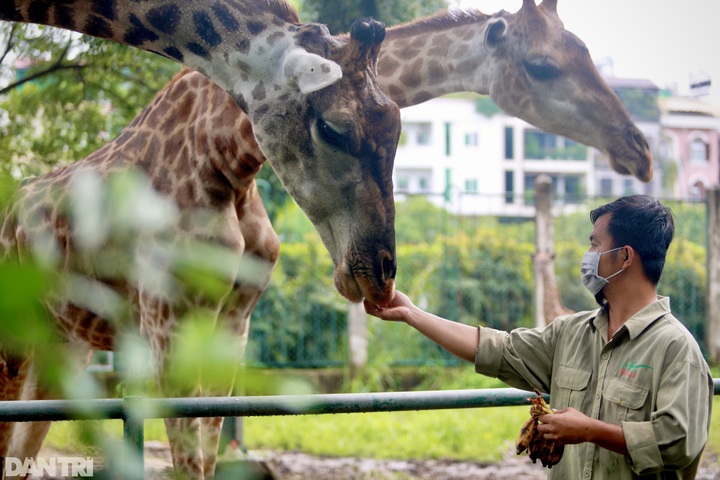 Saigon Zoo to open from this weekend - 5