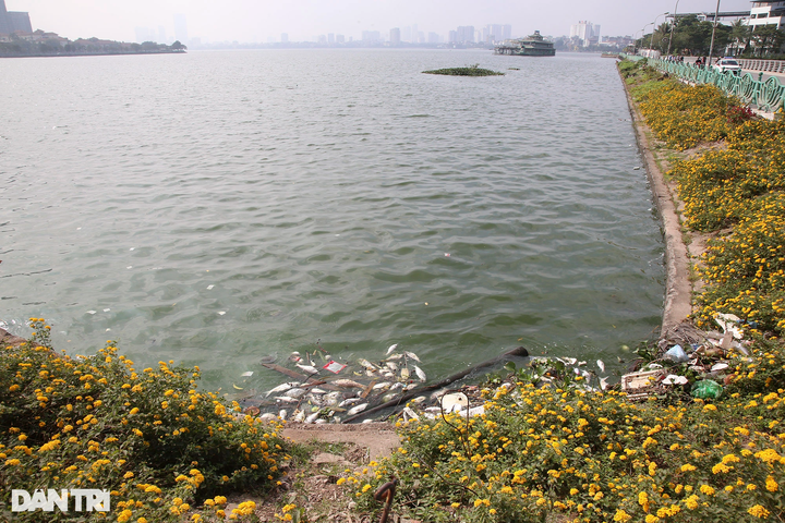 Mass fish deaths continue in Hanoi's West Lake - 3