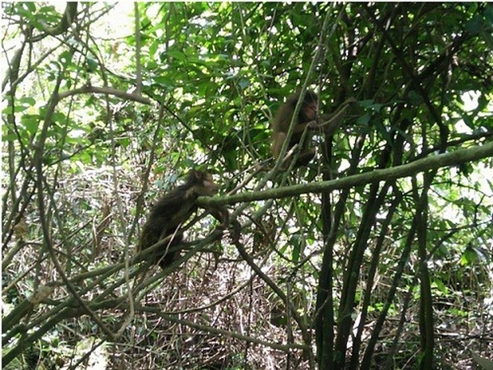17 wild animals released into Quang Binh forest - 1