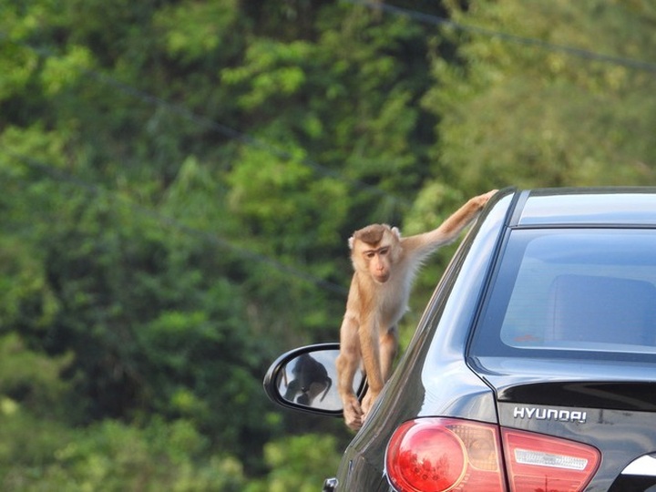 Danang monkeys flood city in search of food - 1 Danang monkeys flood city in search of food - 1