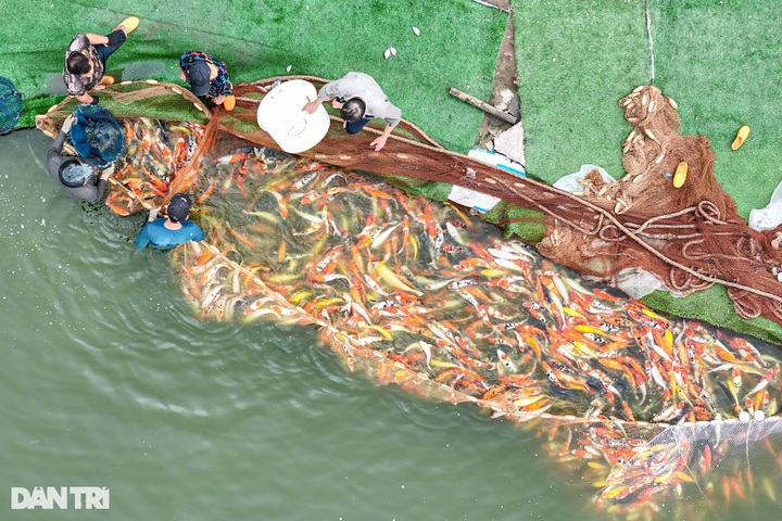 Tonnes of Japanese Koi fish removed from Hanoi pond - 3 Tonnes of Japanese Koi fish removed from Hanoi pond - 3