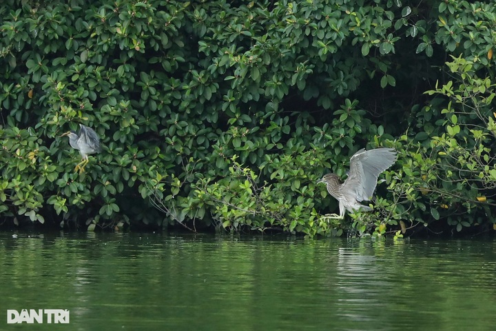 Hanoi central lake attracts wild birds - 1 Hanoi central lake attracts wild birds - 1