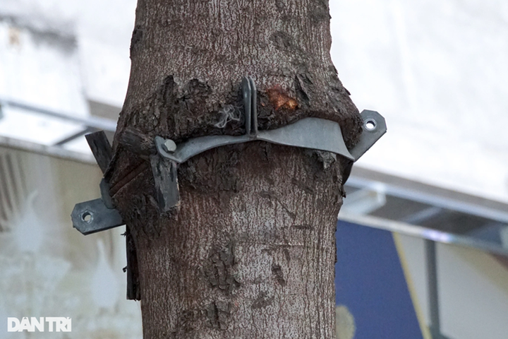 Hanoi trees experience growing pains - 4 Hanoi trees experience growing pains - 4