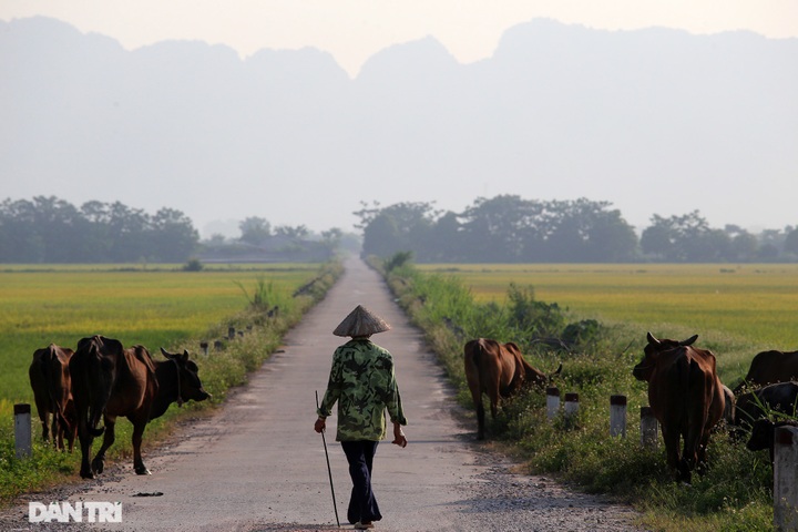 Hanoi's suburbs during ripening rice season - 13 Hanoi's suburbs during ripening rice season - 13