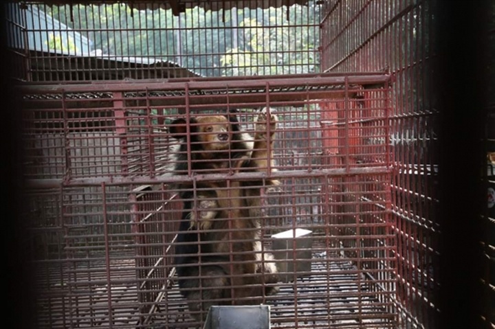 Over 1,130 wild animals rescued in Vietnam in 2020 - 1
