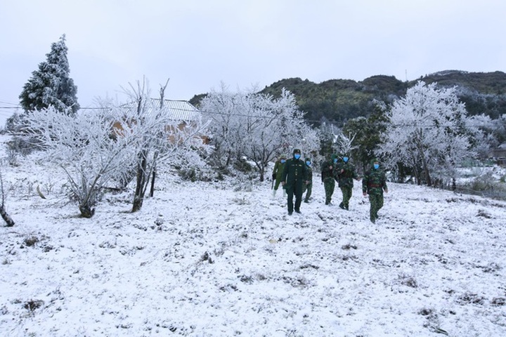 Lao Cai buffalos die due to cold weather - 1