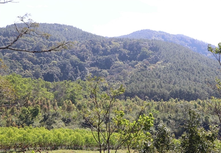 Central Highlands region takes measures to prevent forest fires in dry season - 1