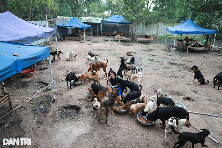 HCM City woman saves hundreds of dogs from slaughterhouses - 10