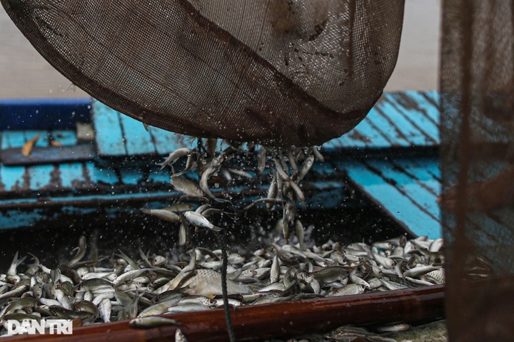 Fish hunting season in Mekong Delta region’s flood season - 8 Fish hunting season in Mekong Delta region’s flood season - 8