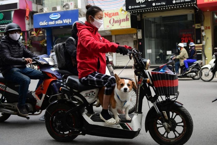 Vietnamese tourist city Hoi An pledges to phase out dog and cat meat - 1 Vietnamese tourist city Hoi An pledges to phase out dog and cat meat - 1