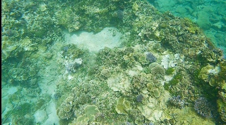 Tour guides form team to save coral off coast of Bình Thuận Province - 1